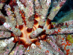 Slate pencil sea urchin by Jozef Butala 
